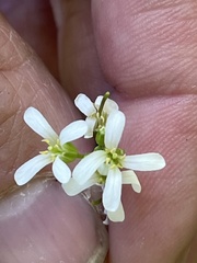 Arabis georgiana
