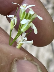 Arabis georgiana