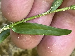 Arabis georgiana