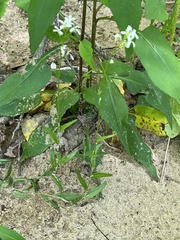 Arabis georgiana