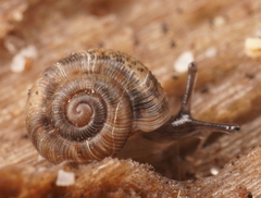 Scelidoropa officeri