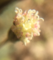 Chaenactis santolinoides