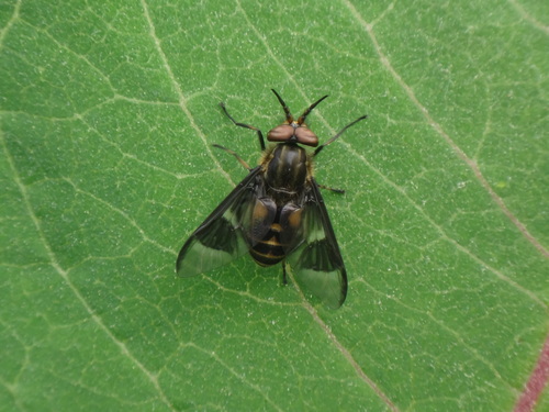 Beautiful Deer Fly photo 5