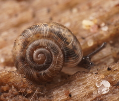 Scelidoropa officeri