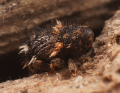 Decilaus
