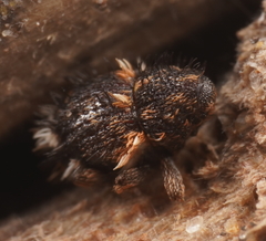 Decilaus