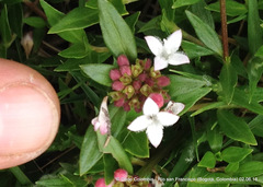 Spermacoce chartensis