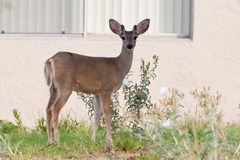 Odocoileus virginianus couesi