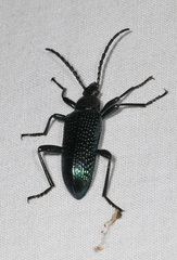 Praeugenini