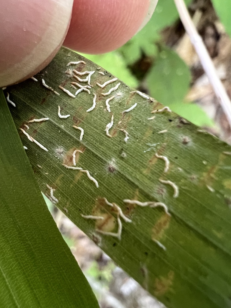 Bamboo Thread Scales