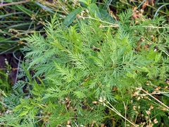 Trepocarpus aethusae