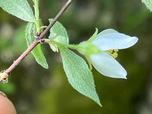 Philadelphus hirsutus, photograph 6
