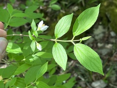 Philadelphus hirsutus