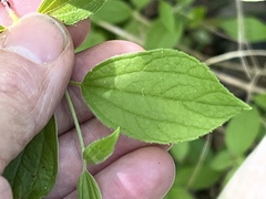 Philadelphus hirsutus