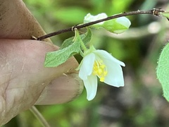 Philadelphus hirsutus