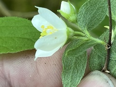 Philadelphus hirsutus