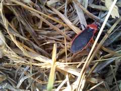 Rhiginia
