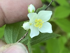 Philadelphus hirsutus