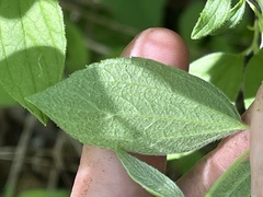 Philadelphus hirsutus