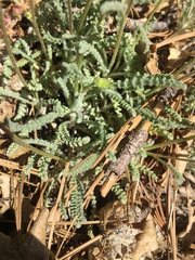 Chaenactis santolinoides