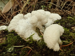 Schizophyllaceae