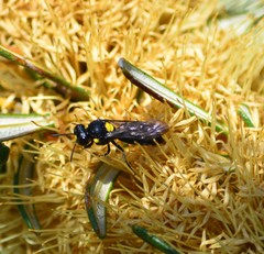 Amphylaeus morosus