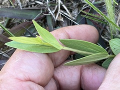 Spigelia alabamensis