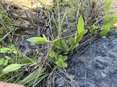 Spigelia alabamensis