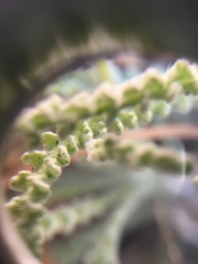 Chaenactis santolinoides