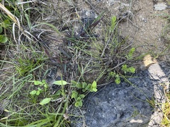 Spigelia alabamensis