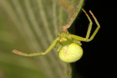 Misumenops rubrodecoratus