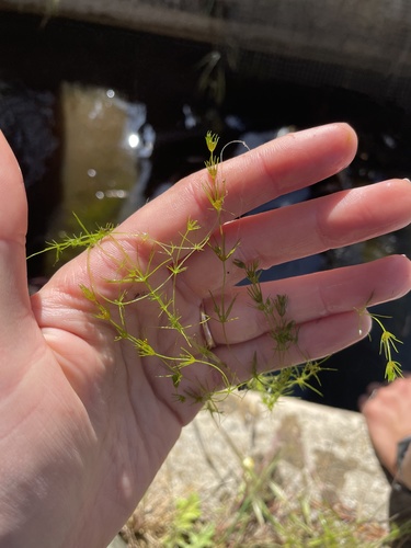 iNaturalist observation photo of muskgrass