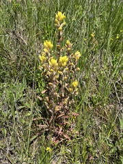 Castilleja kraliana