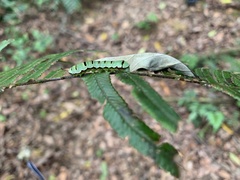 Callopistria exotica