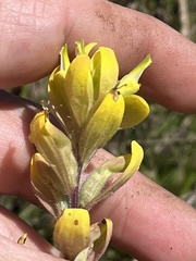 Castilleja kraliana