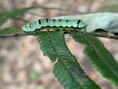 Callopistria exotica