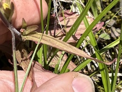 Castilleja kraliana