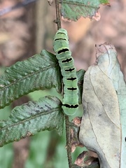 Callopistria exotica