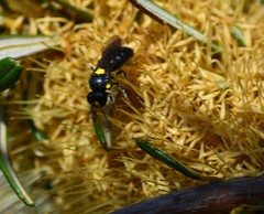 Amphylaeus morosus
