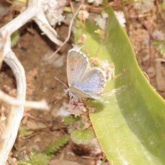 Pseudophilotes vicrama