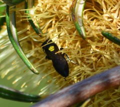 Amphylaeus morosus
