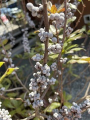 Myrica