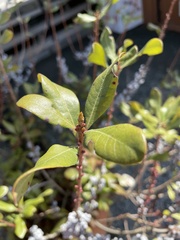 Myrica