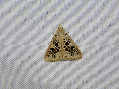 Herminodes atrosignata