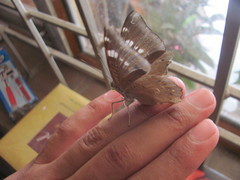 Euthalia aconthea