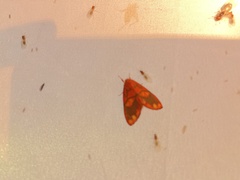 Matsumursine horishanella