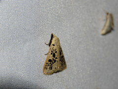 Herminodes atrosignata