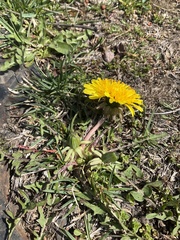 Taraxacum officinale