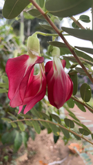Sesbania grandiflora