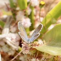 Pseudophilotes vicrama